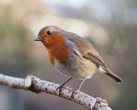 450px-Erithacus_rubecula_with_cocked_head.jpg