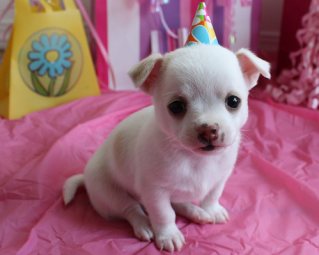 birthday-puppy.jpg