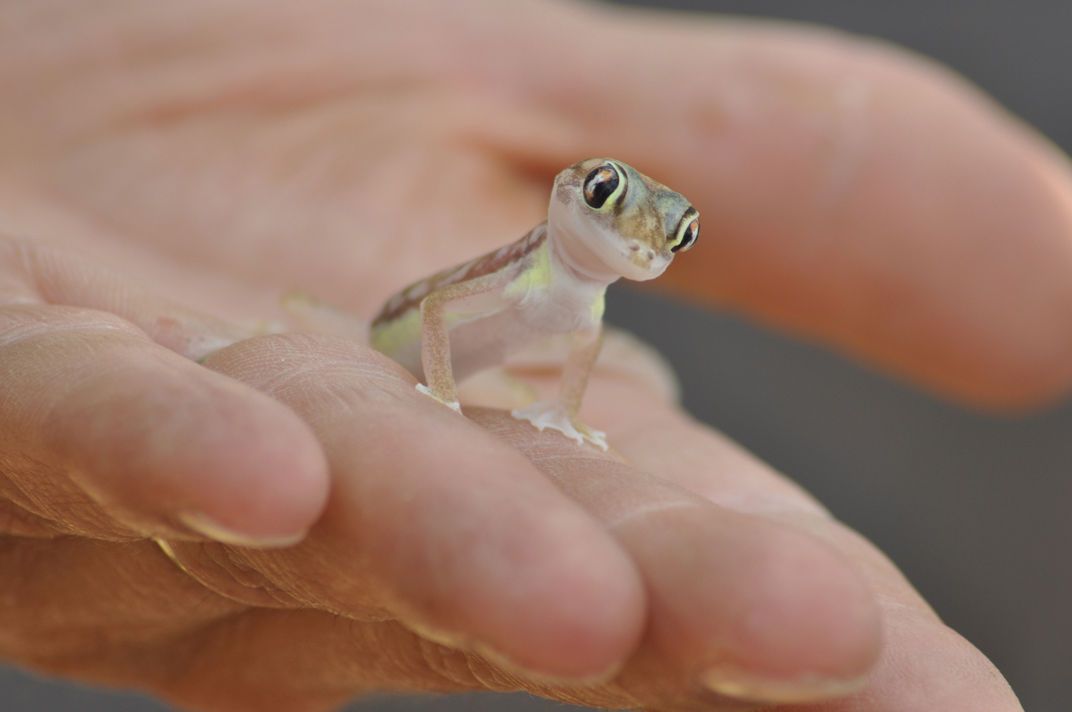cute-lizard.jpg
