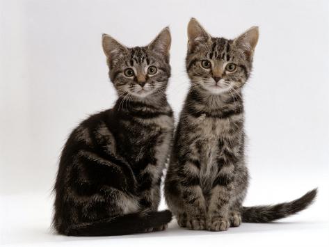 jane-burton-domestic-cat-two-8-week-tabby-kittens-male-and-female.jpg