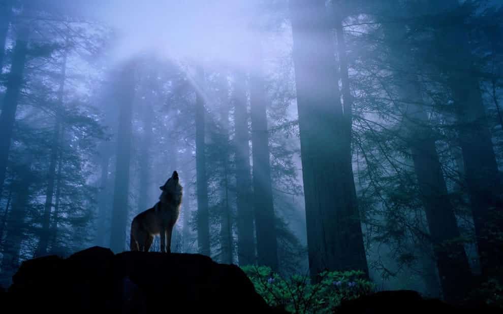 foggy-forest-Howling-in-the-night.jpg