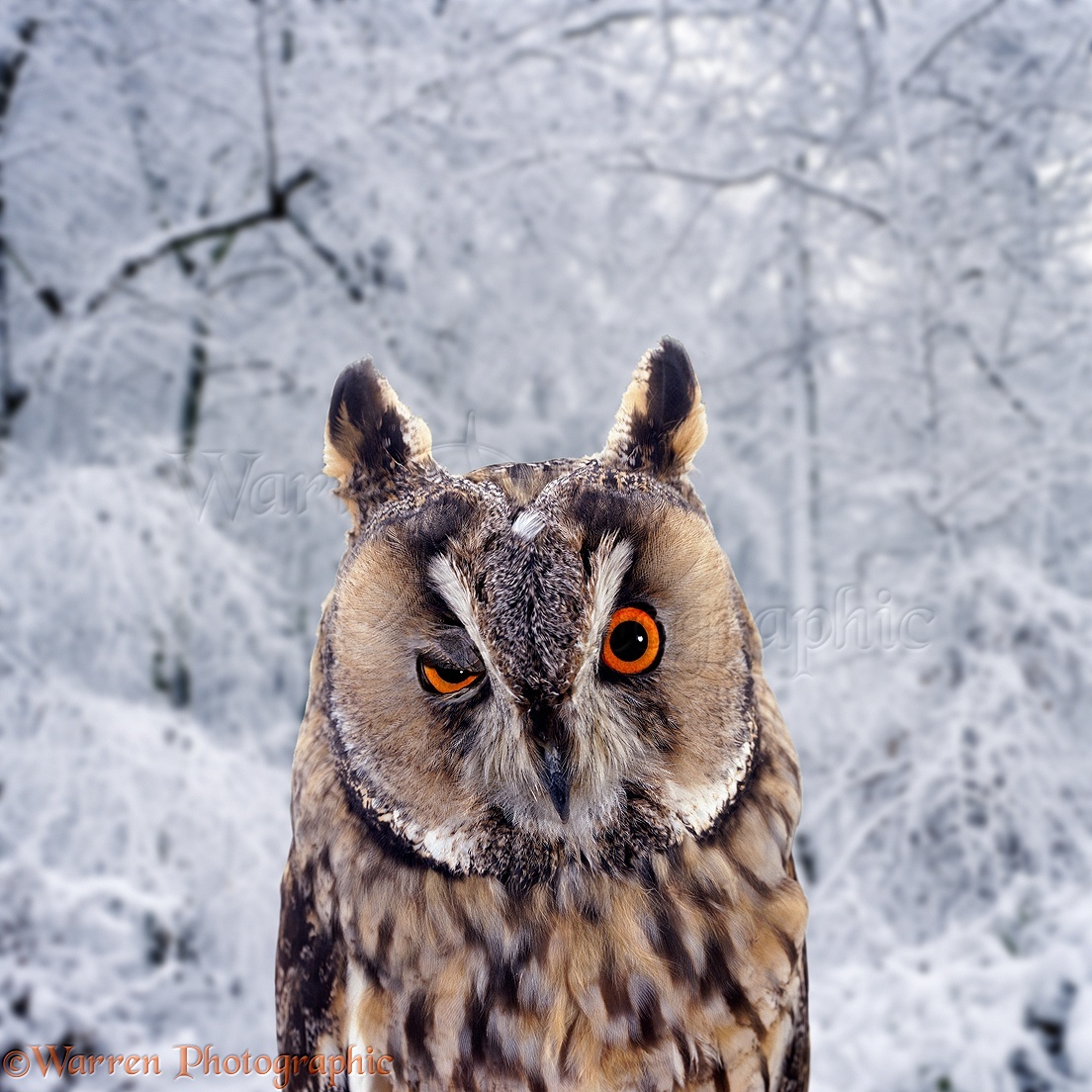 00197-Long-eared-Owl-winking.jpg