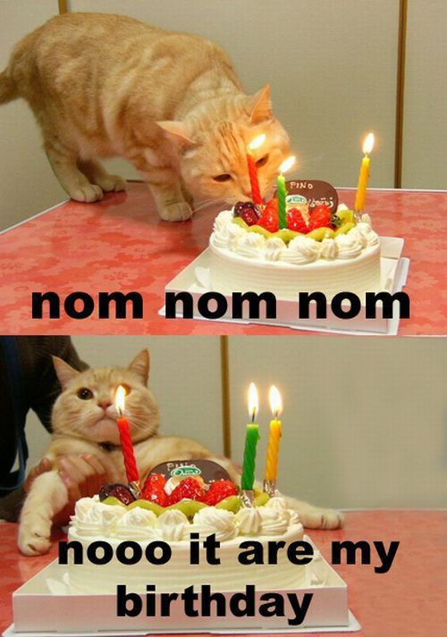 cat_birthday_parties_11.jpg