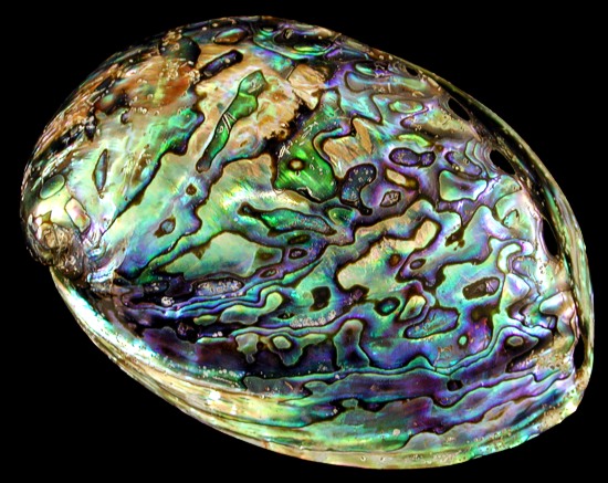 paua-abalone-polished.jpg