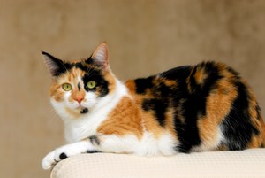callico-cat-names-2-.jpg