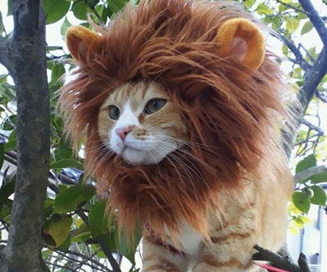 lion-cat-hat1-640x533.jpg
