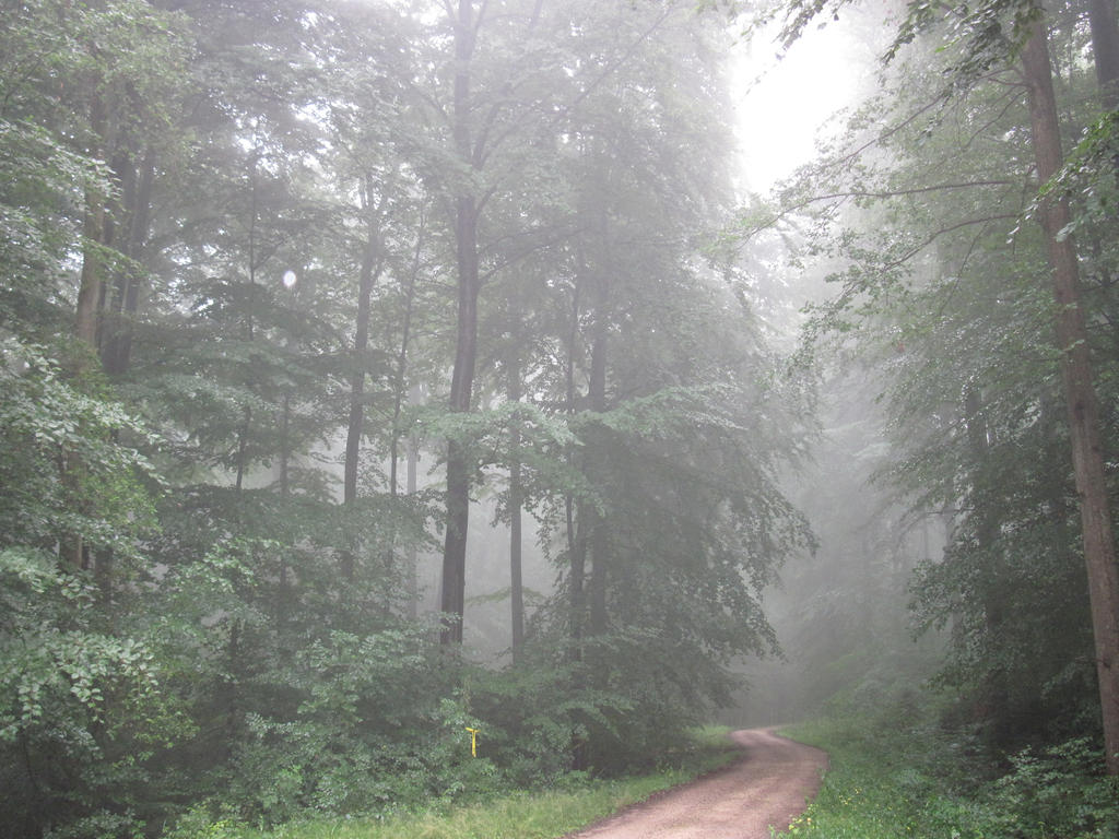 Foggy_Forest_by_dark_rose89.jpg