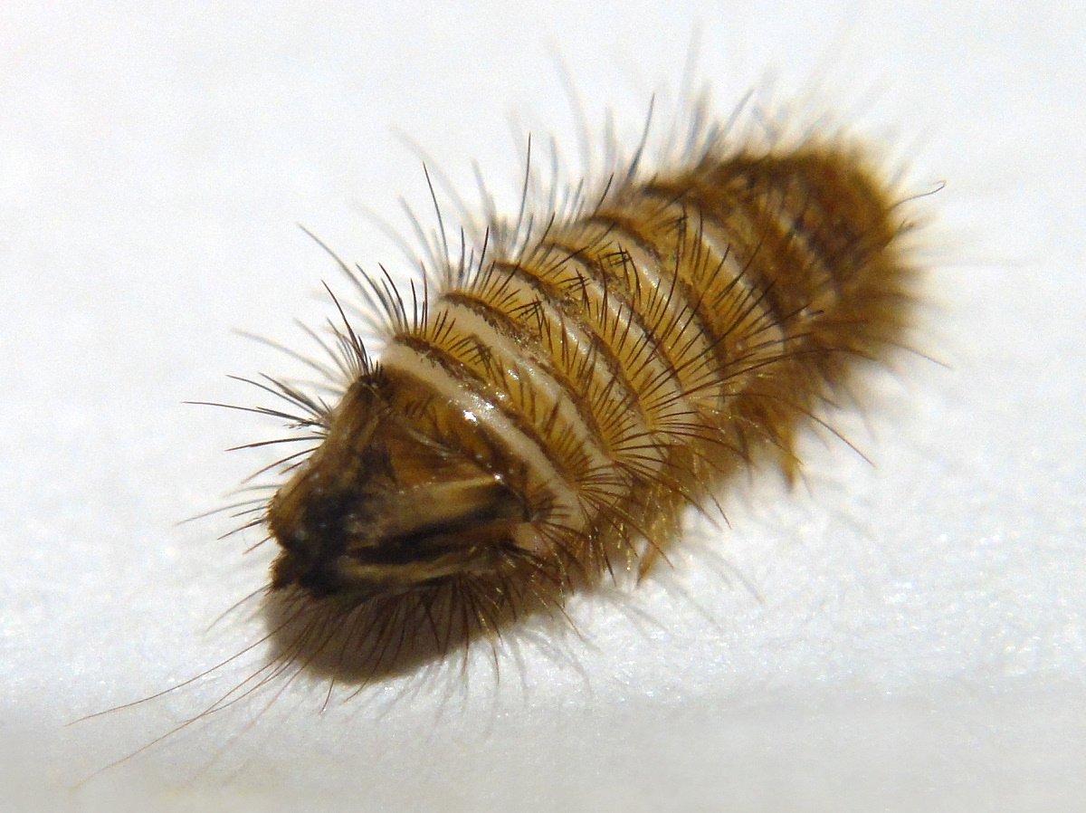 annoyed+carpet+beetle+larva.JPG