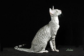 silver-mackerel-tabby-cat.jpg