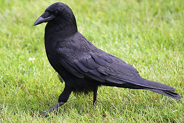 crow-in-seattle-on-grass.jpg