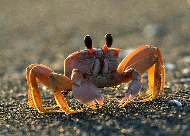fiddler-crab.jpg
