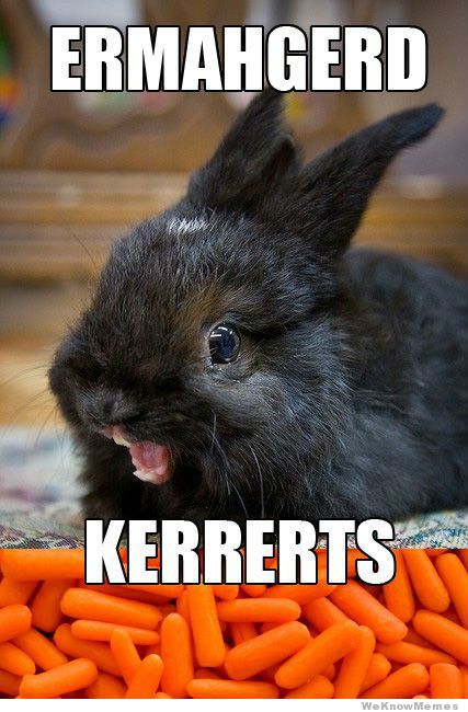 Funny+Rabbit+Memes.jpg