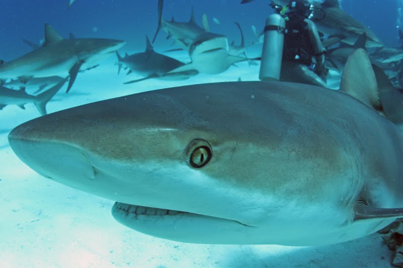 Bahamas+reef+sharks.jpg