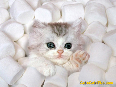 cute-kitten-marshmellows.jpg