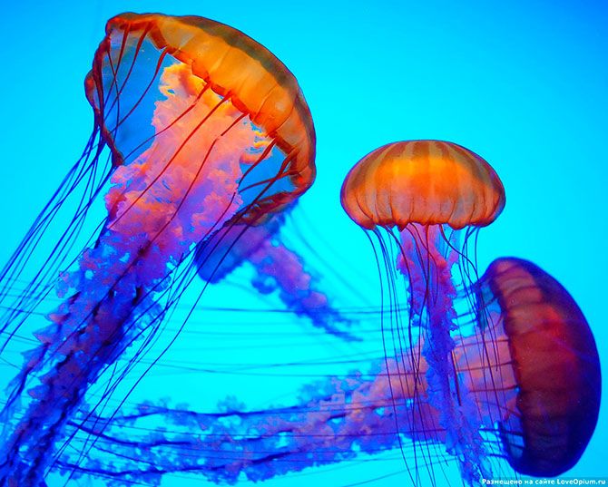 Jellyfish_31.jpg