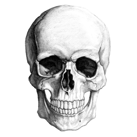 skull_illustration_by_yungtyrant.jpg