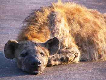 hyena-pictures.jpg