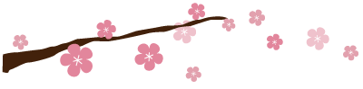 CherryBlossom-Divider.png