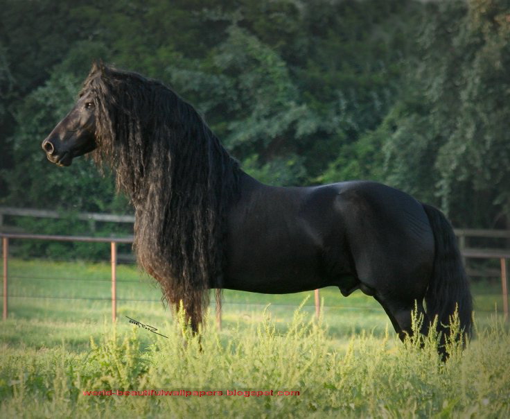 friesian+horse+pictures+2.jpg