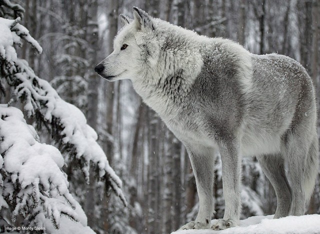 white-wolf-big.jpg