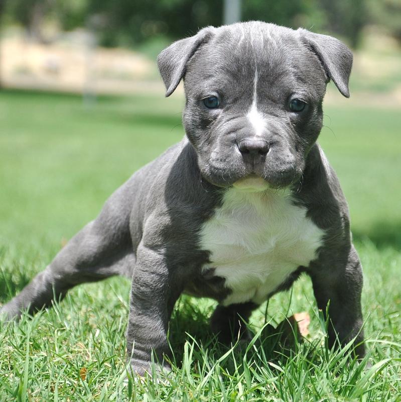 blue-pitbull-puppy1.jpg