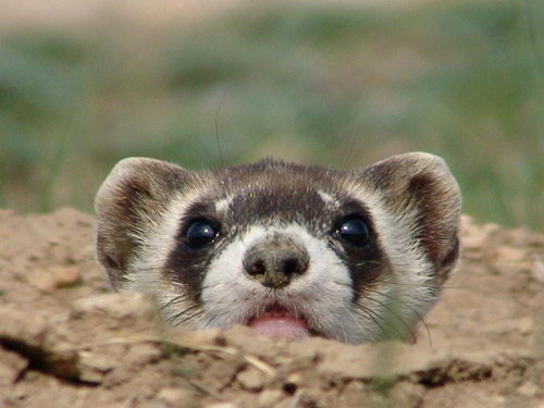 black-footed-ferret-facts-for-kids1.jpg
