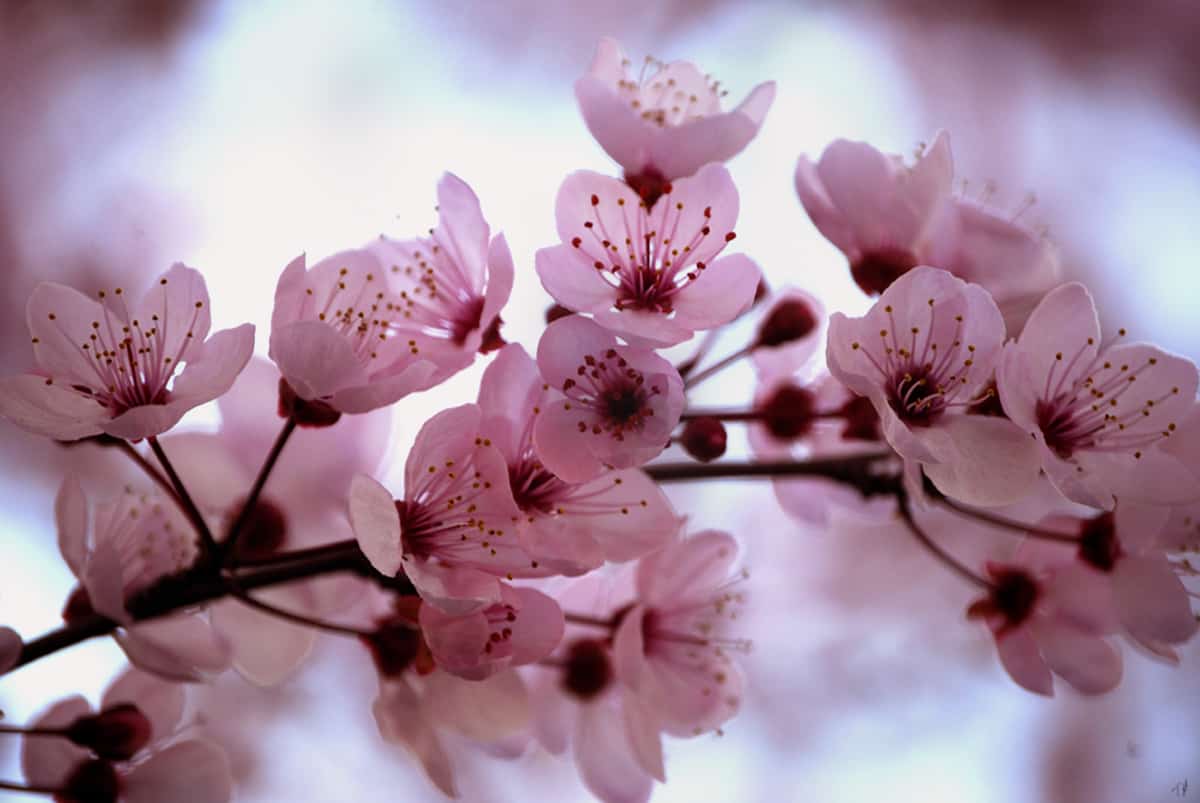 Cherry_Blossom_by_HappilyInsane.jpg