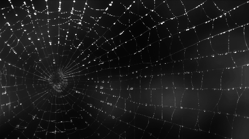 spiderweb-animated-gif-1.gif