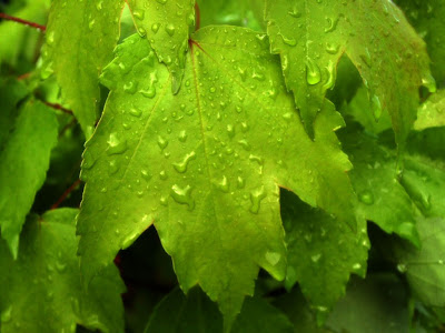 Rainy+Spring+Leaves.jpg