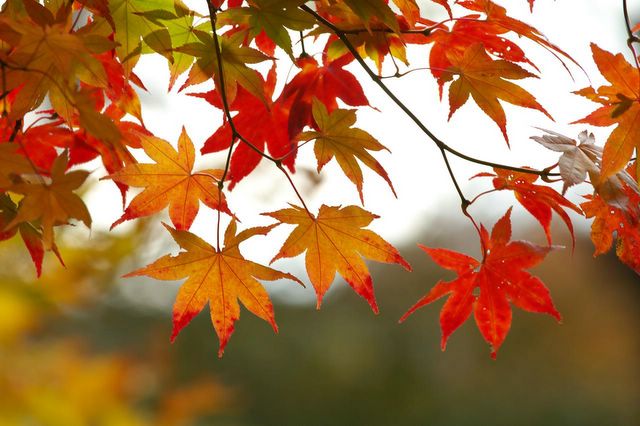 fall-leaves-tree.jpg