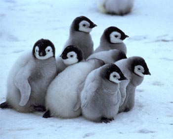 cute-baby-penguin.jpg