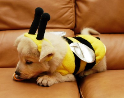 cute-puppy-bumble-bee-outfit-399x318.jpg