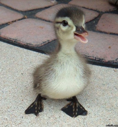 cute-duckling-400x430.jpg