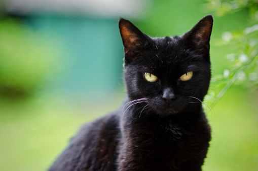 black-cat-outside.jpg