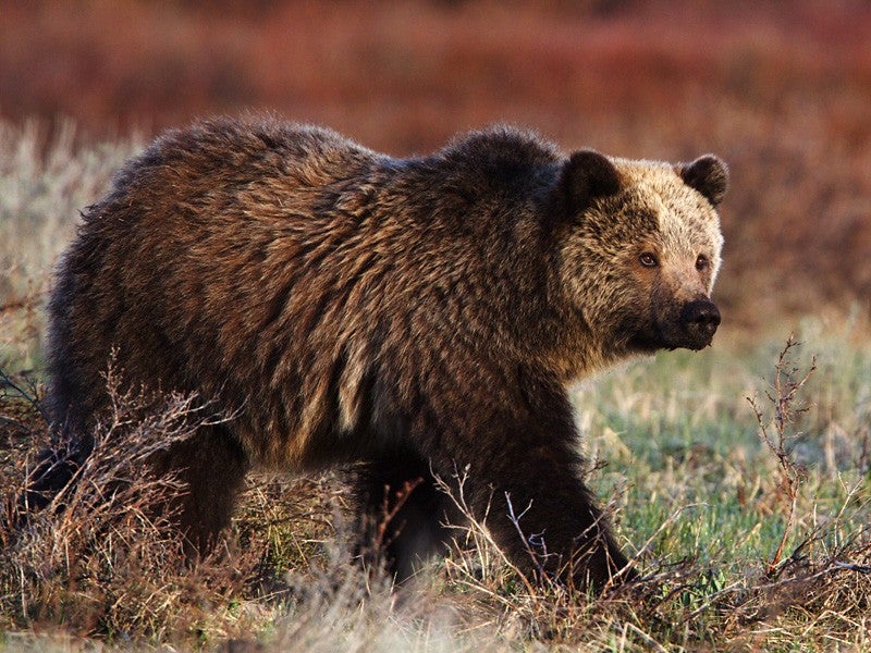 grizzly-bear-grand-teton_tom-reichner_shutterstock-blog_0.jpg