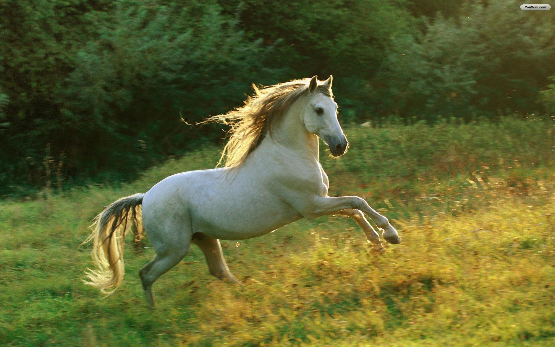 white-horses-6.jpg