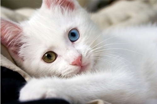 blue-cat-eyes-green-heterochromia-kitten-Favim.com-41859.jpg