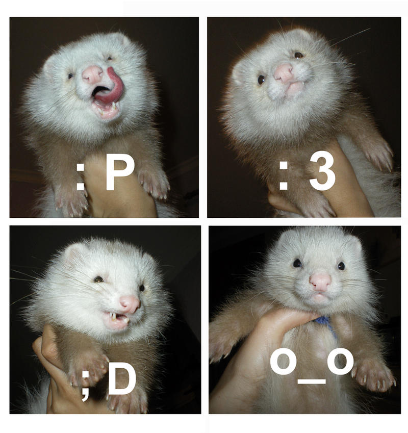 Ferret_Collage_by_Silsuka.jpg