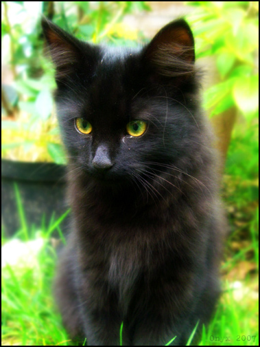 Portrait_of_a_Kitten_by_liquidonyx.jpg