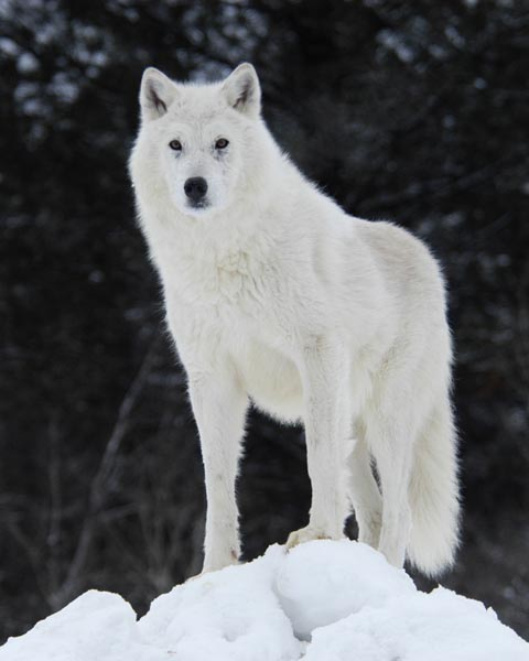 Arctic_wolf_by_Arctic_Wolf_Alpine.jpg