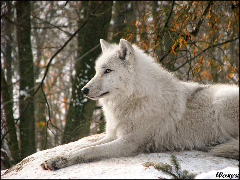 Arctic_wolf_dreamer_by_woxys.jpg