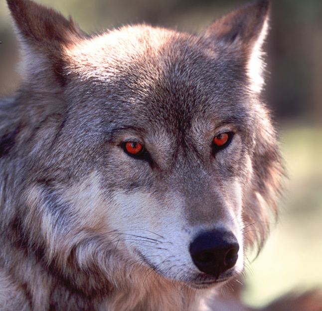 red_eyed_wolf_by_kylespitster-d39fk8b.png