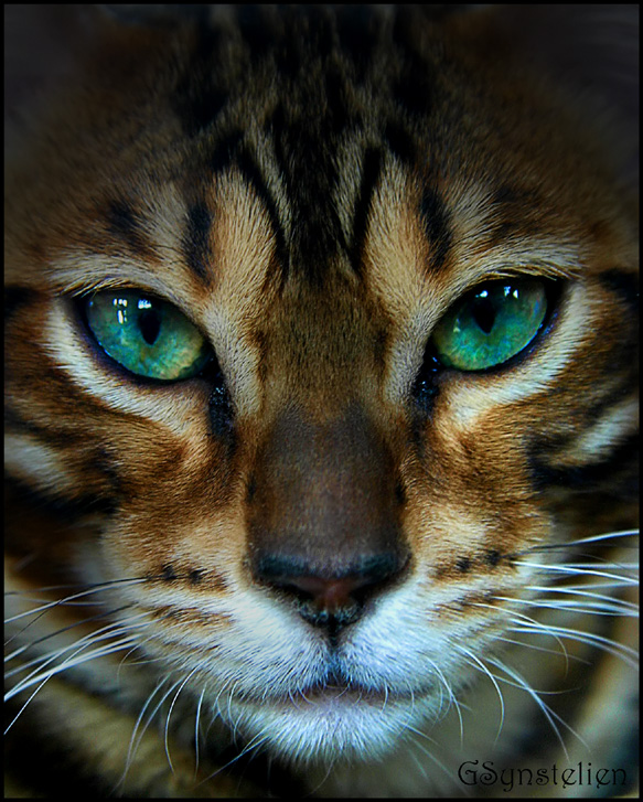 The_Bengal_Kitten_CloseUp_by_UffdaGreg.jpg