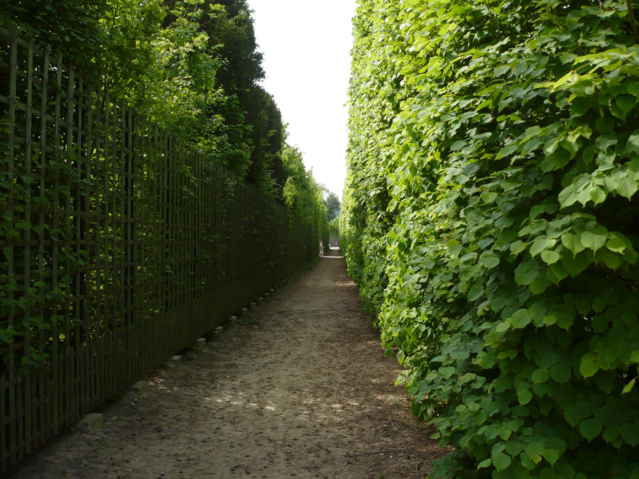 Hedge_Maze_STOCK_by_Chiron178.jpg