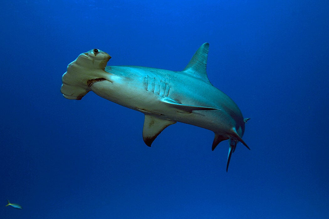 large-Hammerhead-Shark-photo.jpg