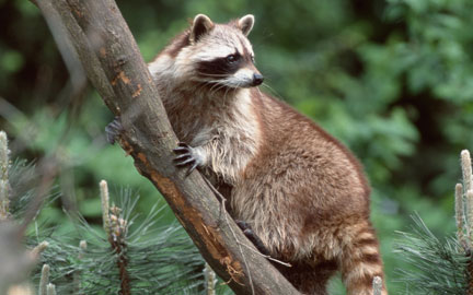 large-Raccoon-photo.jpg
