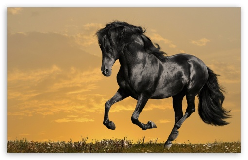 black_horse_running-t2.jpg
