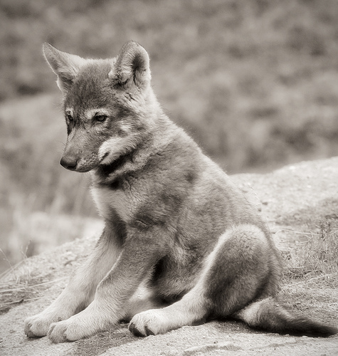 wolf-puppy2.jpg