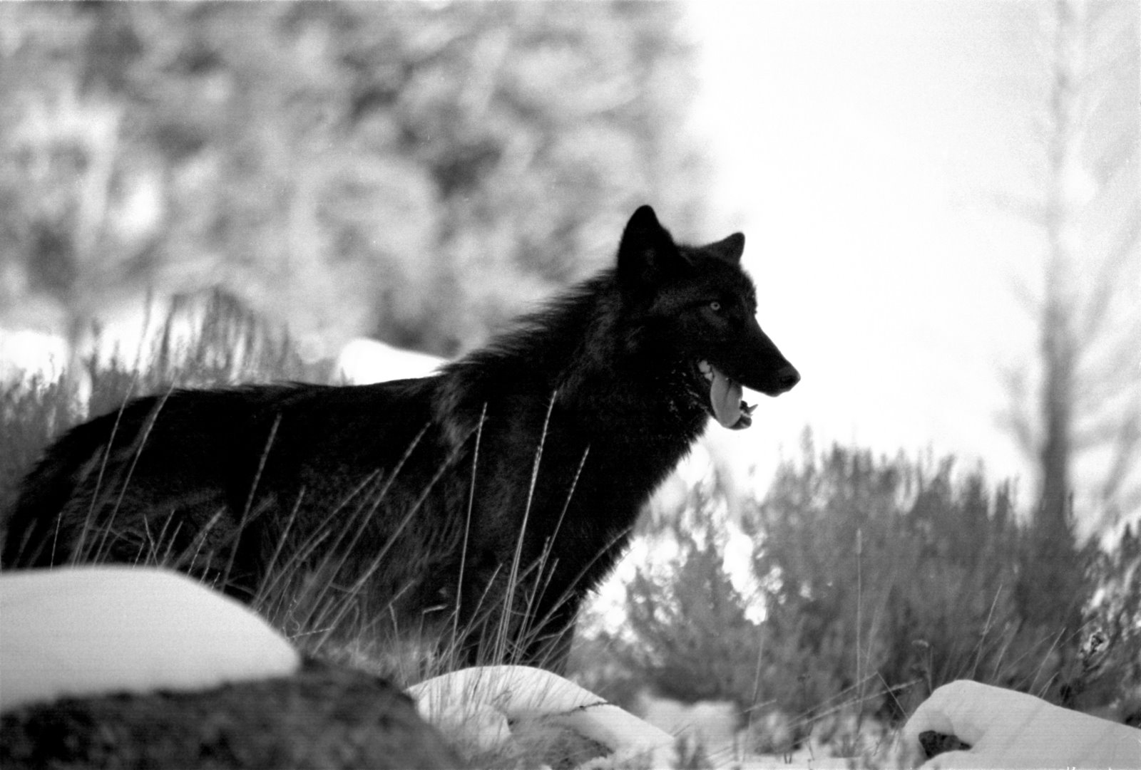 black-wolf-5.jpg