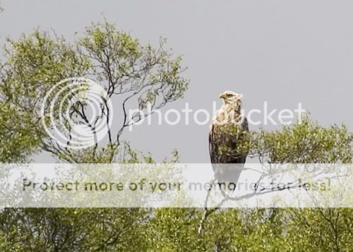 white-tailed-eagle-1.jpg